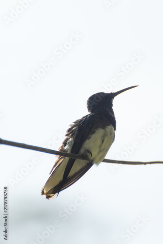 High contrast scene with a hummingbird rests on a delicate branch