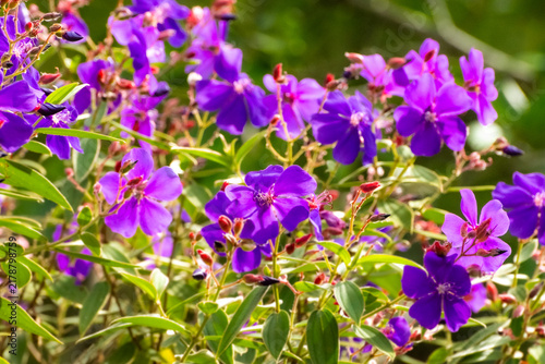 Purple Flower Bush In Bloom In Sunlit Garden With Vibrant Violet Petals And Green Leaves