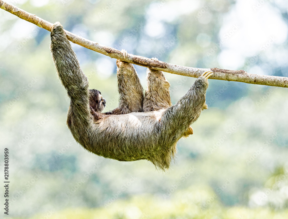 Fototapeta premium Hanging tight Sloth