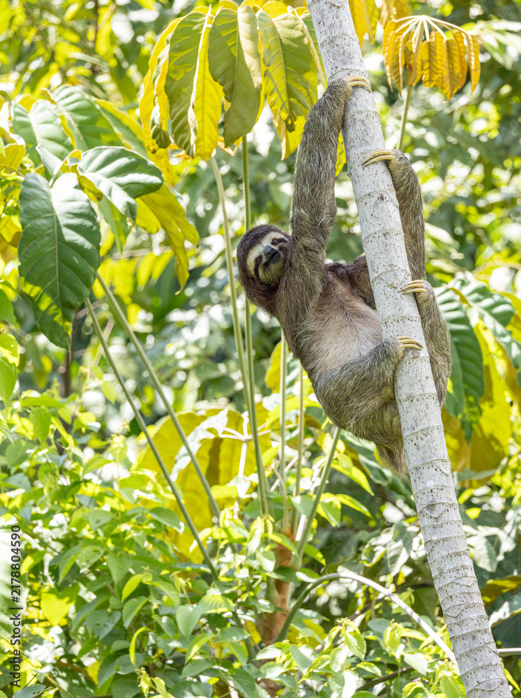 Fototapeta premium Sloth 11