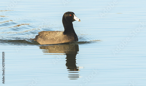 Photography Common Moorhen swimming in a lake in Rome Georgia.