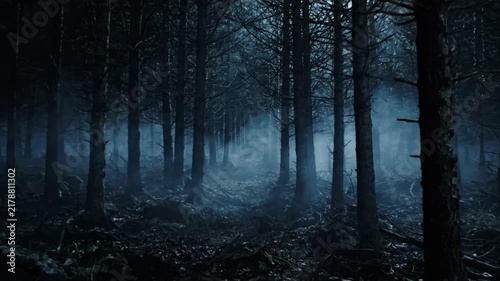 Dark moody forest with dense fog and pine trees at night in a mysterious woodland landscape