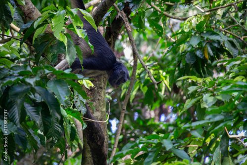Un mono araña (Ateles), también conocido como maqui sapa, descansando sobre una rama de árbol rodeado de hojas verdes en la amazonia peruana, Iquitos Perú, 