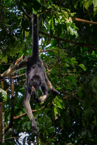 Un mono araña (Ateles), también conocido como maqui sapa, descansando sobre una rama de árbol rodeado de hojas verdes en la amazonia peruana, Iquitos Perú, 