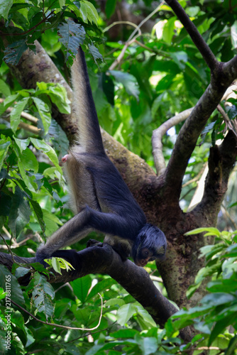 Un mono araña (Ateles), también conocido como maqui sapa, descansando sobre una rama de árbol rodeado de hojas verdes en la amazonia peruana, Iquitos Perú, 