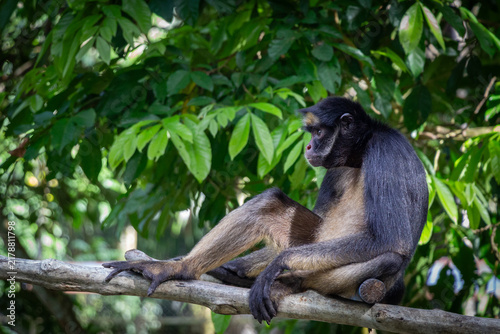 Un mono araña (Ateles), también conocido como maqui sapa, descansando sobre una rama de árbol rodeado de hojas verdes en la amazonia peruana, Iquitos Perú, 