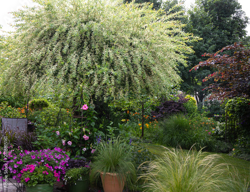 Mature dappled willow, Salix integra ‘Hakuro-nishiki’, cascades over a lush late summer garden filled with ornamental grasses, colorful flowers and layered perennial plantings.