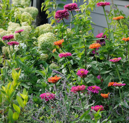 Colorful pink and orange zinnias rise through a lush late August backyard garden, layered with creamy hydrangeas and purple ageratum against a house for a vibrant end of summer landscape.