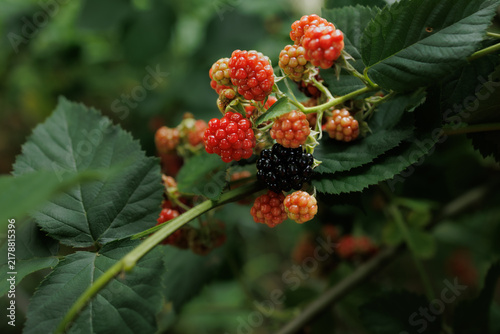 Ripe and ripening blackberries growing in a home garden, illustrating homegrown food, healthy eating, food safety awareness, sustainable gardening and the journey from garden to table.