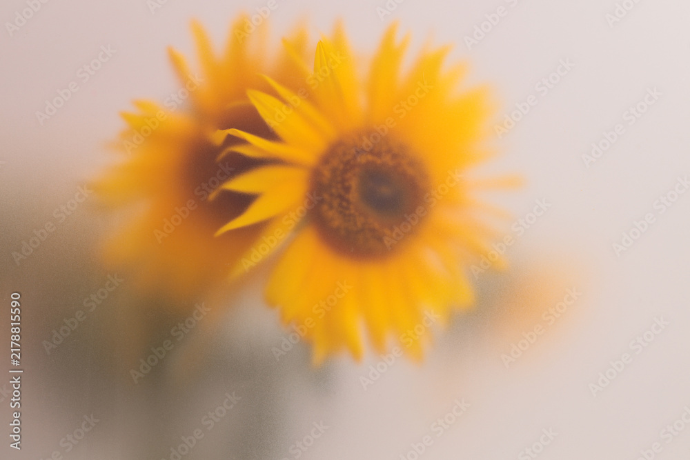 Obraz premium Smoke selected soft focus Sunflower Flower bud, leaf through translucent matte frosted glass. Abstract natural blurred grain light fog background.