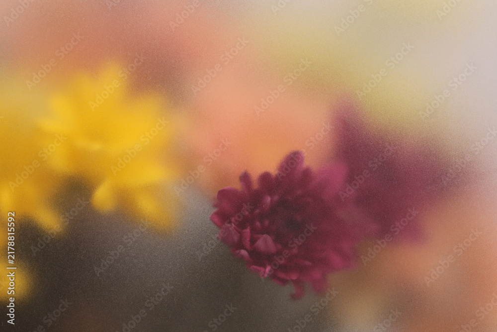 Obraz premium Smoke selected soft focus autumn chrysanthemum aster Flower through translucent matte frosted glass. Abstract natural blurred grain light fog background.