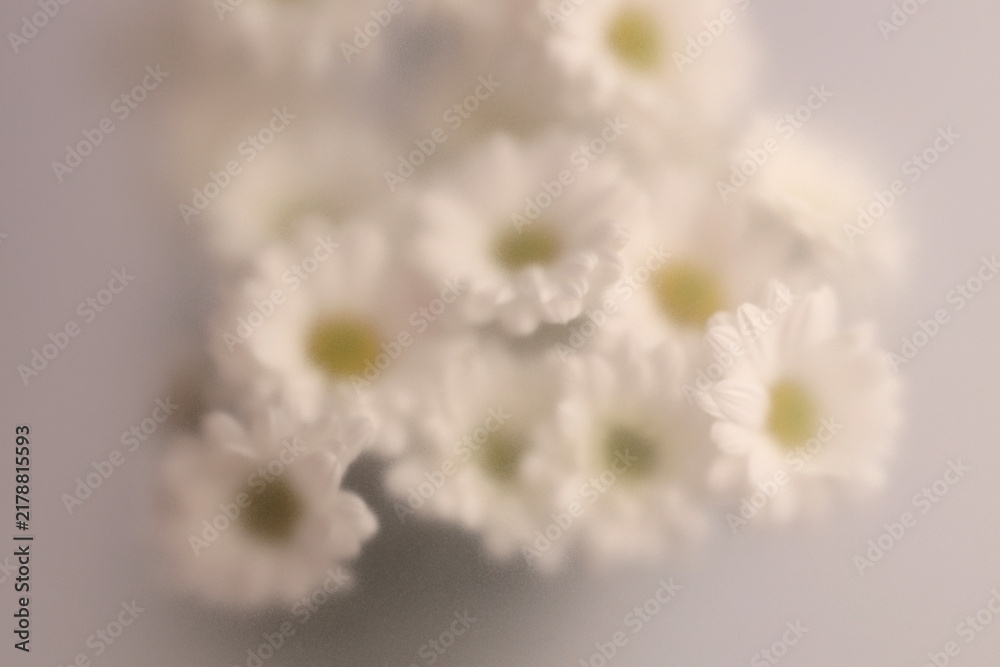 Obraz premium Smoke selected soft focus autumn Chamomile, chrysanthemum aster Flower through translucent matte frosted glass. Abstract natural blurred grain light fog background.