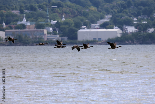 Cuadro en lienzo bernache du canada, Branta canadensis, Québec