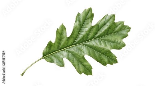 Oak Leaf Detail: A detailed close-up showcases a vibrant green oak leaf with its distinctive lobed shape and intricate veining.