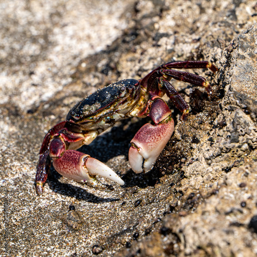 Striped shore crab on rock in tide pool at Piedras Blancas Light Station beach in San Simeon, California, USA, August 2026.