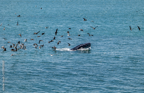 Humpback whale surface feeding surrounded by flock of seabirds off William Randolph Hearst Memorial State Beach in San Simeon California USA in August 2026