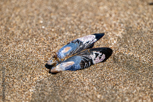 Fotografía California mussel shells washed ashore on sand at Piedras Blancas Light Station beach in San Simeon, California, USA, August 2026