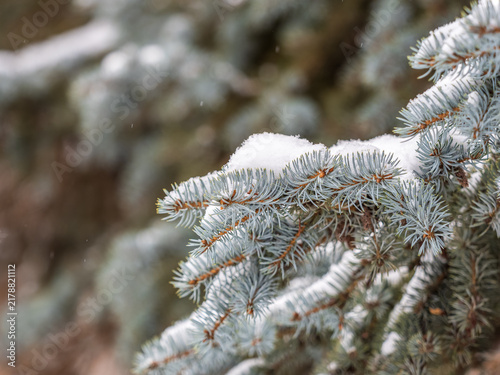 фотографія Green fir branches in winter covered with snow
