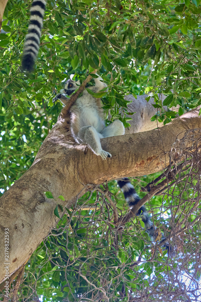 Obraz premium Ring tailed lemur resting on tree branch in tropical forest.