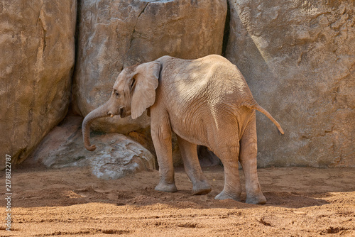 Photography African elephant standing in rocky habitat under bright sunlight.