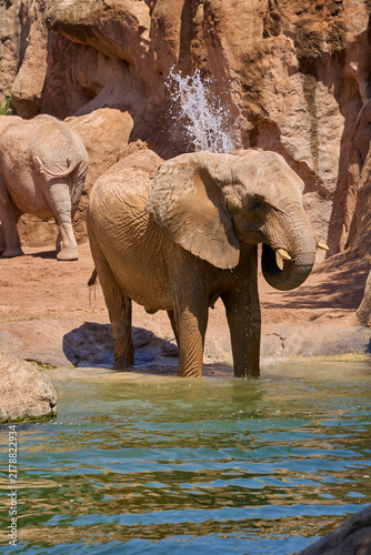 Photography African elephant splashing water while cooling off in sunny habitat