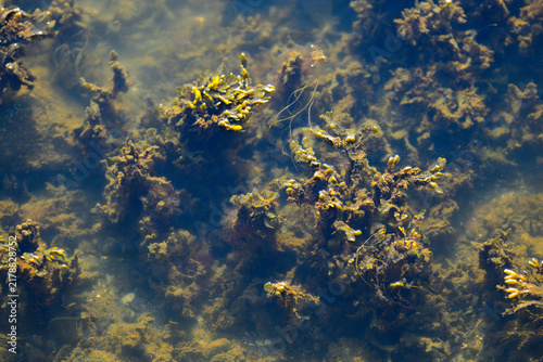Obraz na plátně Bladder wrack Fucus vesiculosus seaweed underwater coastal habitat