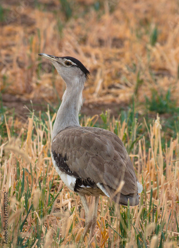 Foto Australian Bustard Standing in a Field Near Carnarvon Gorge, Queensland, Austral