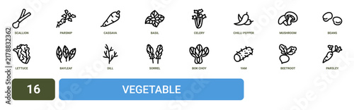 Set of 16 outline web Vegetable icons such as parsley, beetroot, yam, bok choy, sorrel, dill, bayleaf vector icons for report, presentation, diagram, web design, mobile app