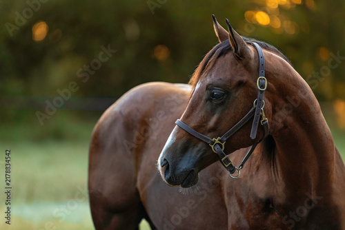 Bay Horse Young Quarter horse