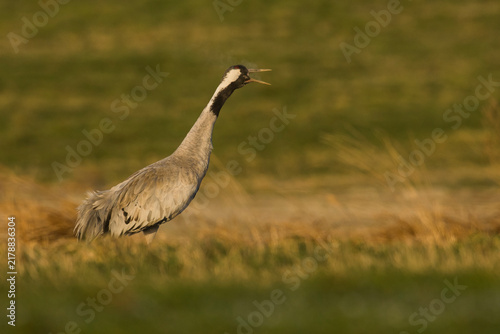 Bild auf Leinwand A crane in spring during the mating season in the Podlasie region of Poland