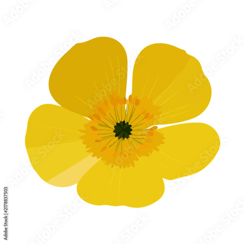 Buttercup Flower, minimal flat 2D illustration with smooth shapes, isolated on a white background.