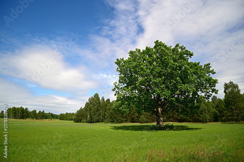 lonely tree on a green field