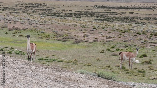Slow-motion footage of two guanacos by the roadside in Argentine Patagonia.