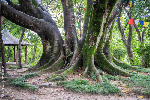 Moreton Bay Fig tree with moss covereing the exposed roots in a tropical environment