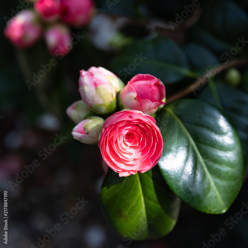 Zweig mit roten Kamelienblüten