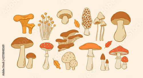 Retro autumn collection with edible and poisonous mushroom. Hand drawn amanita, chanterelle, morel, porcini, champignon, oyster and enoki vector illustration