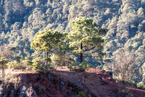Foto Two windswept pine trees stand atop a red-earth ridge overlooking a forested hillside in Cumbres del Ajusco National Park in Mexico City, Mexico
