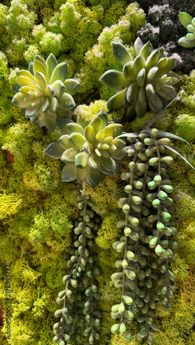Succulents growing, in natural, with succulents, moss, with soil, moss texture, from a close-up perspective, with green, yellow accents, and peaceful mood, with clear.