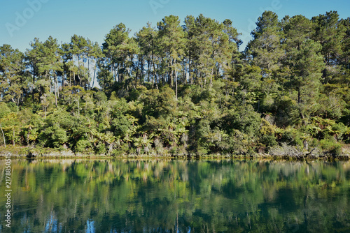 фотографія The image shows a peaceful stretch of the clear, blue-green Waikato River near Taupo, lined with native silver fern (ponga) underbrush and pine