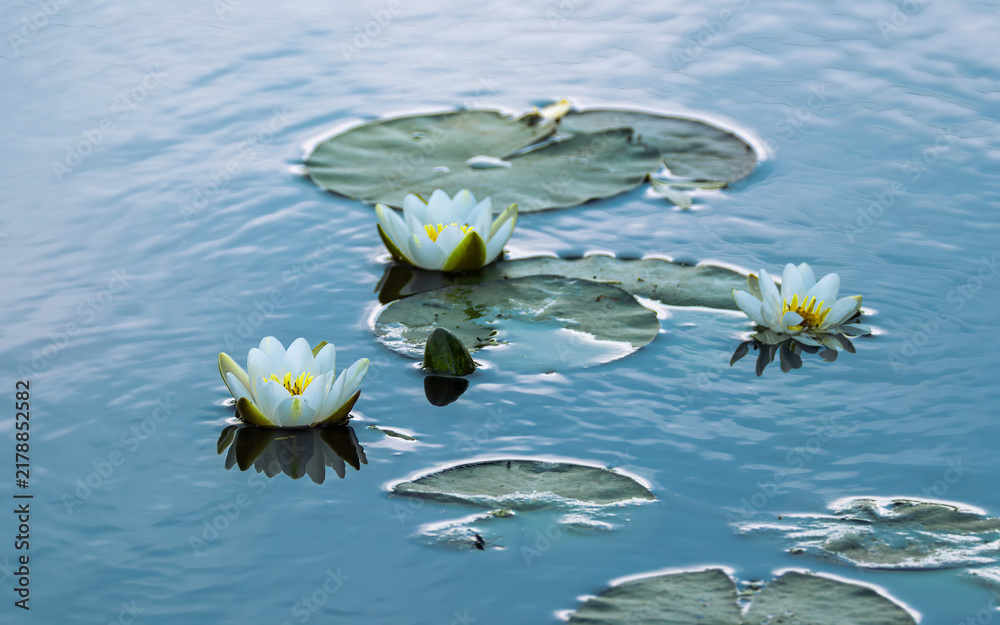 Fototapeta premium Blooming white water lilies and green pads floating on blue lake water