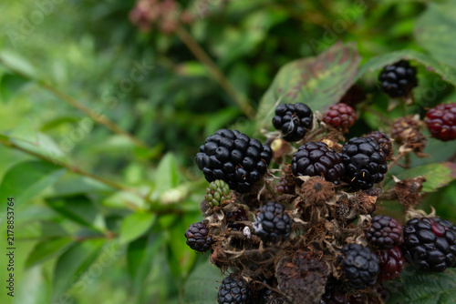 Wild blackberries (Rubus fruticosus) ripening on a briar bramble bush in rural Ireland.