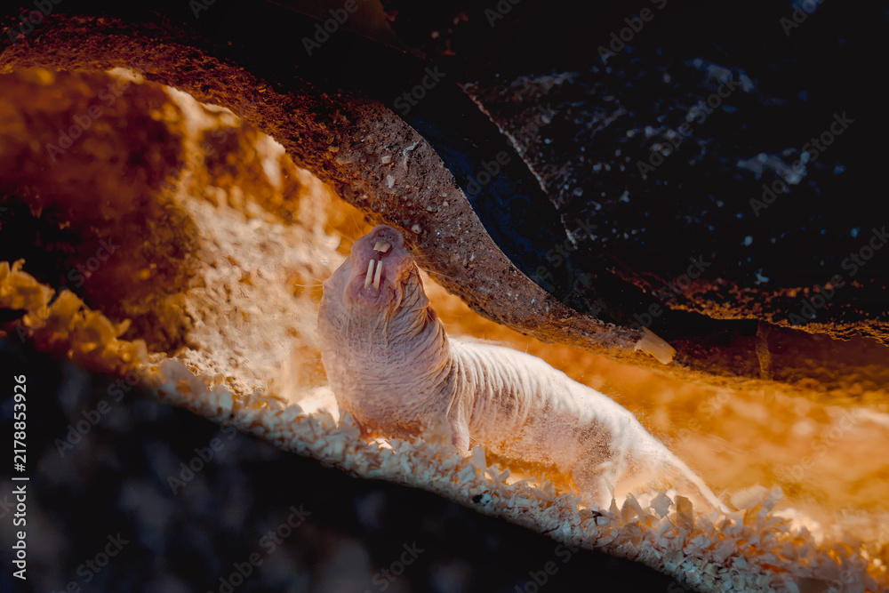 Fototapeta premium Naked Mole Rat Showing Large Teeth Underground