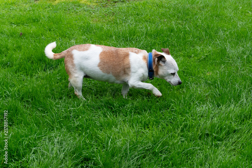 A 15-year-old senior Jack Chi dog (Jack Russell Terrier and Chihuahua mix) walking on green grass.