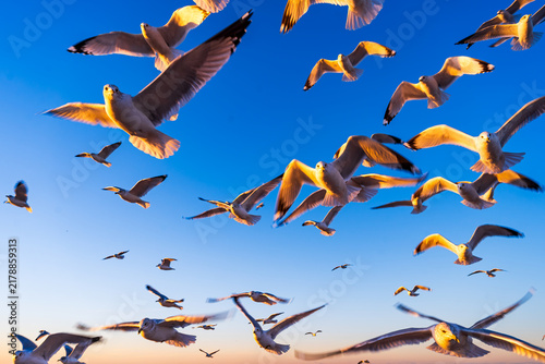 Fotografie Seagulls flying in the sky during sunset near the coast