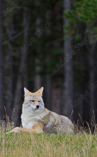 Portrait closeup of resting coyote in Alberta, Canada, with dark forest background