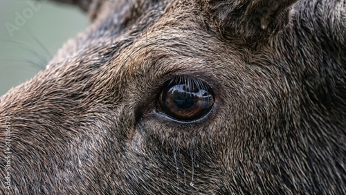 Close-up portrait of a majestic moose eye, showing intricate details of its textured fur and deep gaze