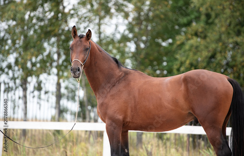 Bild auf Leinwand portrait of beautiful young bay stallion of sportive TRakehner breed posing at cloudy day