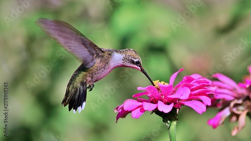 Beautiful Hummingbirds are doing what hummingbirds do.