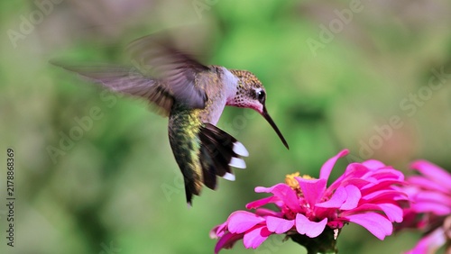 Beautiful Hummingbirds are doing what hummingbirds do.