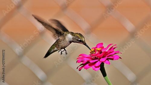 Beautiful Hummingbirds are doing what hummingbirds do.